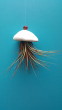 Load image into Gallery viewer, Air Plant Shell Jellies Sea Biscuit (Hanging)
