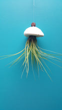 Load image into Gallery viewer, Air Plant Shell Jellies Sea Biscuit (Hanging)
