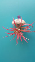 Load image into Gallery viewer, Air Plant Shell Jellies Sea Urchins (Hanging)
