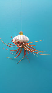 Air Plant Shell Jellies Sea Urchins (Hanging)