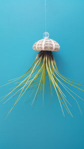 Air Plant Shell Jellies Sea Urchins (Hanging)