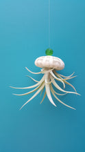 Load image into Gallery viewer, Air Plant Shell Jellies Sea Urchins (Hanging)
