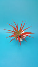 Load image into Gallery viewer, Shell Air Plant Hangers Foxface (Hanging)
