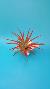 Shell Air Plant Hangers Foxface (Hanging)