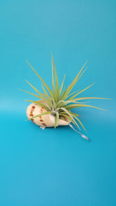 Shell Air Plant Melon India (Hanging)
