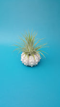Load image into Gallery viewer, Shell Sputnik Urchin Garden

