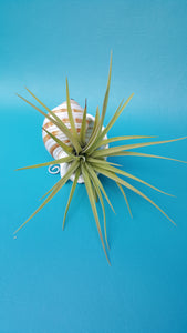 Shell Air Plant Hangers Tomma Sulcosa (Hanging)