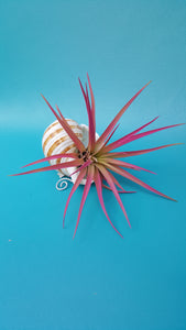 Shell Air Plant Hangers Tomma Sulcosa (Hanging)