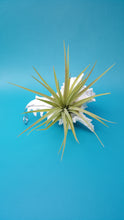 Load image into Gallery viewer, Shell Air Plant Hangers White Murex (Hanging)
